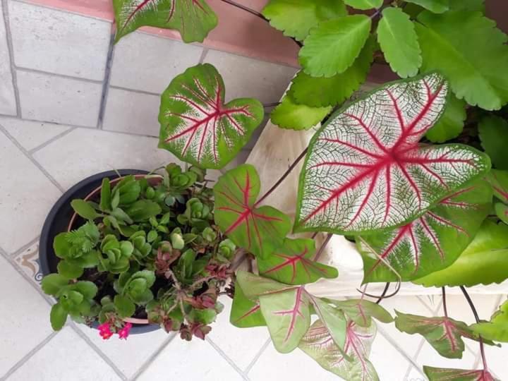 Pousada Vila Paolino Ξενοδοχείο Sao Pedro da Serra  Εξωτερικό φωτογραφία